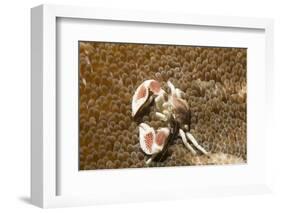 Spotted Porcelain Crab-Hal Beral-Framed Photographic Print