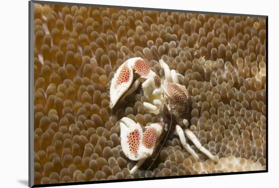 Spotted Porcelain Crab-Hal Beral-Mounted Photographic Print