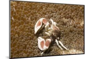 Spotted Porcelain Crab-Hal Beral-Mounted Photographic Print