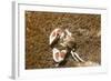 Spotted Porcelain Crab-Hal Beral-Framed Photographic Print