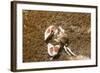 Spotted Porcelain Crab-Hal Beral-Framed Photographic Print