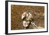 Spotted Porcelain Crab-Hal Beral-Framed Photographic Print