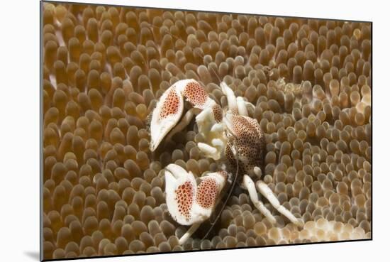 Spotted Porcelain Crab-Hal Beral-Mounted Photographic Print