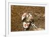 Spotted Porcelain Crab-Hal Beral-Framed Photographic Print