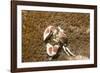 Spotted Porcelain Crab-Hal Beral-Framed Photographic Print