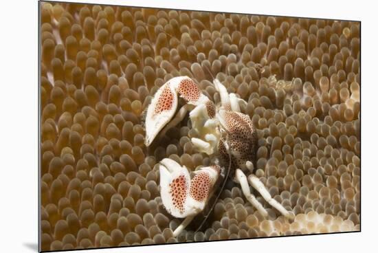 Spotted Porcelain Crab-Hal Beral-Mounted Photographic Print