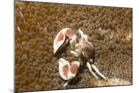 Spotted Porcelain Crab-Hal Beral-Mounted Photographic Print