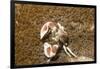 Spotted Porcelain Crab-Hal Beral-Framed Photographic Print