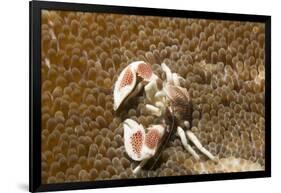 Spotted Porcelain Crab-Hal Beral-Framed Photographic Print