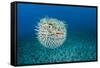 Spotted porcupinefish, inflated with seawater, Hawaii-David Fleetham-Framed Stretched Canvas