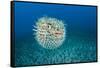 Spotted porcupinefish, inflated with seawater, Hawaii-David Fleetham-Framed Stretched Canvas