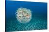 Spotted porcupinefish, inflated with seawater, Hawaii-David Fleetham-Stretched Canvas