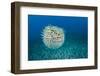 Spotted porcupinefish, inflated with seawater, Hawaii-David Fleetham-Framed Photographic Print