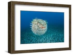 Spotted porcupinefish, inflated with seawater, Hawaii-David Fleetham-Framed Photographic Print