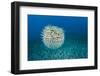 Spotted porcupinefish, inflated with seawater, Hawaii-David Fleetham-Framed Photographic Print