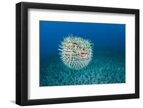 Spotted porcupinefish, inflated with seawater, Hawaii-David Fleetham-Framed Photographic Print