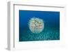 Spotted porcupinefish, inflated with seawater, Hawaii-David Fleetham-Framed Photographic Print