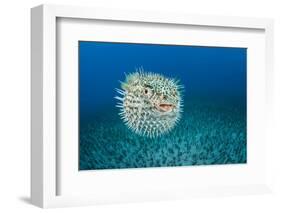 Spotted porcupinefish, inflated with seawater, Hawaii-David Fleetham-Framed Photographic Print