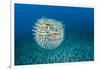 Spotted porcupinefish, inflated with seawater, Hawaii-David Fleetham-Framed Photographic Print