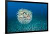 Spotted porcupinefish, inflated with seawater, Hawaii-David Fleetham-Framed Photographic Print