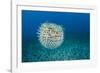 Spotted porcupinefish, inflated with seawater, Hawaii-David Fleetham-Framed Photographic Print