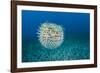 Spotted porcupinefish, inflated with seawater, Hawaii-David Fleetham-Framed Photographic Print