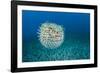 Spotted porcupinefish, inflated with seawater, Hawaii-David Fleetham-Framed Photographic Print