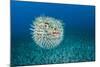 Spotted porcupinefish, inflated with seawater, Hawaii-David Fleetham-Mounted Photographic Print