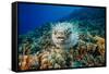 Spotted porcupinefish swimming over a reef, Hawaii-David Fleetham-Framed Stretched Canvas