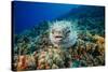 Spotted porcupinefish swimming over a reef, Hawaii-David Fleetham-Stretched Canvas