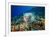 Spotted porcupinefish swimming over a reef, Hawaii-David Fleetham-Framed Photographic Print