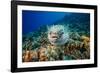 Spotted porcupinefish swimming over a reef, Hawaii-David Fleetham-Framed Photographic Print