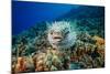 Spotted porcupinefish swimming over a reef, Hawaii-David Fleetham-Mounted Photographic Print