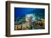 Spotted porcupinefish swimming over a reef, Hawaii-David Fleetham-Framed Photographic Print