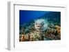 Spotted porcupinefish swimming over a reef, Hawaii-David Fleetham-Framed Photographic Print