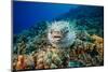 Spotted porcupinefish swimming over a reef, Hawaii-David Fleetham-Mounted Photographic Print