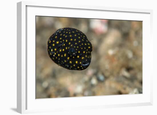 Spotted Puffer (Arothron Meleagris) Juvenile. Lembeh Strait, North Sulawesi, Indonesia-Constantinos Petrinos-Framed Photographic Print