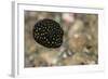 Spotted Puffer (Arothron Meleagris) Juvenile. Lembeh Strait, North Sulawesi, Indonesia-Constantinos Petrinos-Framed Photographic Print