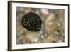 Spotted Puffer (Arothron Meleagris) Juvenile. Lembeh Strait, North Sulawesi, Indonesia-Constantinos Petrinos-Framed Photographic Print