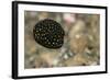 Spotted Puffer (Arothron Meleagris) Juvenile. Lembeh Strait, North Sulawesi, Indonesia-Constantinos Petrinos-Framed Photographic Print