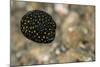 Spotted Puffer (Arothron Meleagris) Juvenile. Lembeh Strait, North Sulawesi, Indonesia-Constantinos Petrinos-Mounted Photographic Print