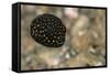 Spotted Puffer (Arothron Meleagris) Juvenile. Lembeh Strait, North Sulawesi, Indonesia-Constantinos Petrinos-Framed Stretched Canvas