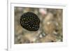 Spotted Puffer (Arothron Meleagris) Juvenile. Lembeh Strait, North Sulawesi, Indonesia-Constantinos Petrinos-Framed Photographic Print