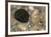 Spotted Puffer (Arothron Meleagris) Juvenile. Lembeh Strait, North Sulawesi, Indonesia-Constantinos Petrinos-Framed Photographic Print