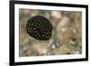 Spotted Puffer (Arothron Meleagris) Juvenile. Lembeh Strait, North Sulawesi, Indonesia-Constantinos Petrinos-Framed Photographic Print