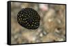 Spotted Puffer (Arothron Meleagris) Juvenile. Lembeh Strait, North Sulawesi, Indonesia-Constantinos Petrinos-Framed Stretched Canvas