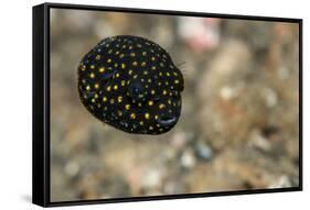 Spotted Puffer (Arothron Meleagris) Juvenile. Lembeh Strait, North Sulawesi, Indonesia-Constantinos Petrinos-Framed Stretched Canvas