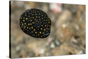 Spotted Puffer (Arothron Meleagris) Juvenile. Lembeh Strait, North Sulawesi, Indonesia-Constantinos Petrinos-Stretched Canvas