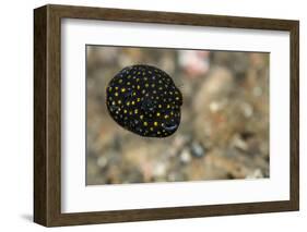 Spotted Puffer (Arothron Meleagris) Juvenile. Lembeh Strait, North Sulawesi, Indonesia-Constantinos Petrinos-Framed Photographic Print