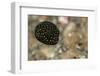 Spotted Puffer (Arothron Meleagris) Juvenile. Lembeh Strait, North Sulawesi, Indonesia-Constantinos Petrinos-Framed Photographic Print